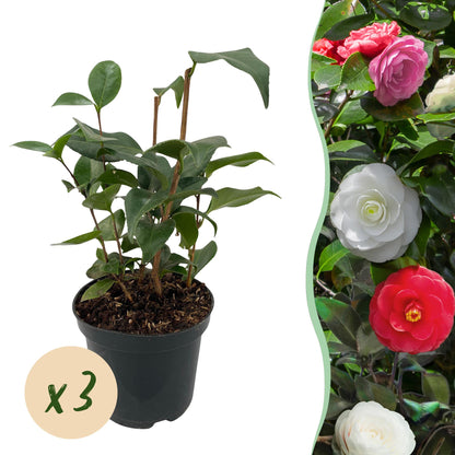 Heesters - Camelia japonica Tricolour - 3 Planten - Forestbloom