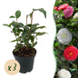 Heesters - Camelia japonica Tricolour - 3 Planten - Forestbloom