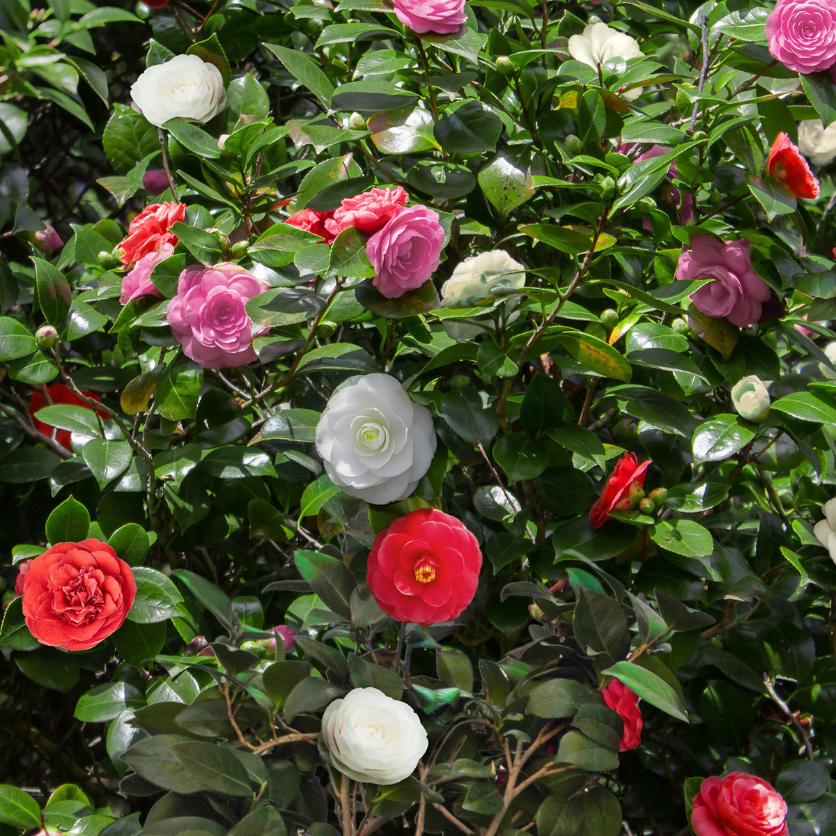 Heesters - Camelia japonica Tricolour - Forestbloom