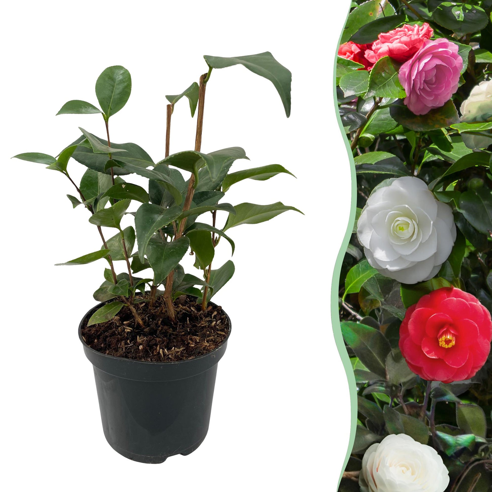 Heesters - Camelia japonica Tricolour - Forestbloom