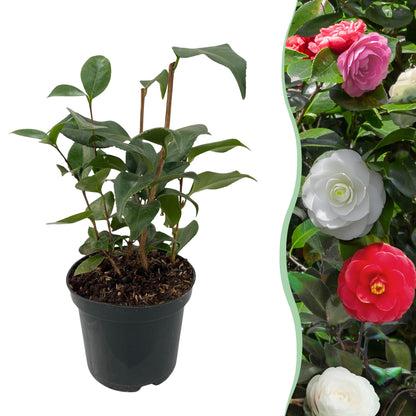 Heesters - Camelia japonica Tricolour - Forestbloom