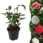 Heesters - Camelia japonica Tricolour - Forestbloom