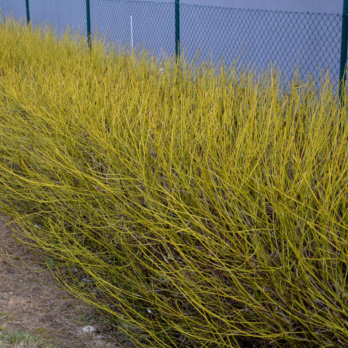 Heesters - Cornus alba Flaviramea - Weinig Onderhoud - Forestbloom