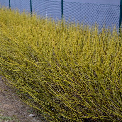 Heesters - Cornus alba Flaviramea - Weinig Onderhoud - Forestbloom