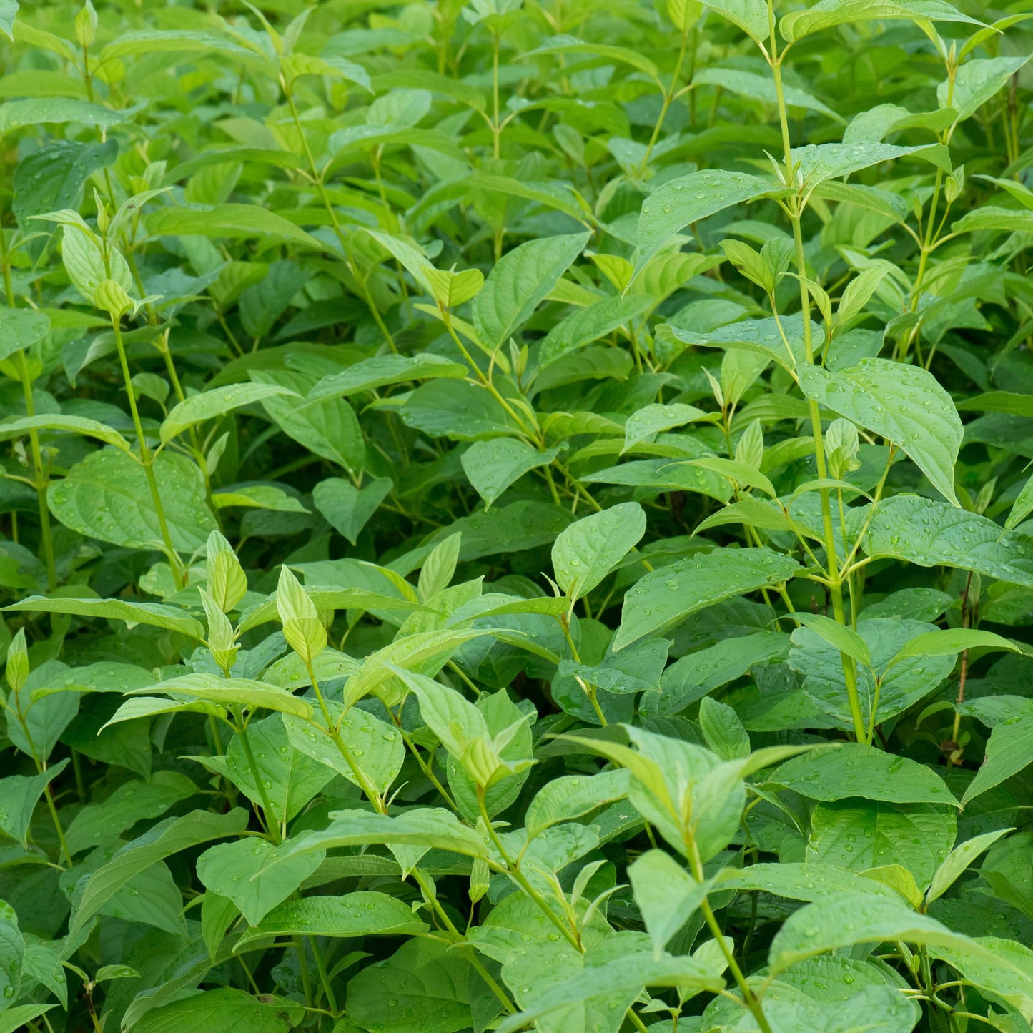 Heesters - Cornus alba Flaviramea - Weinig Onderhoud - Forestbloom