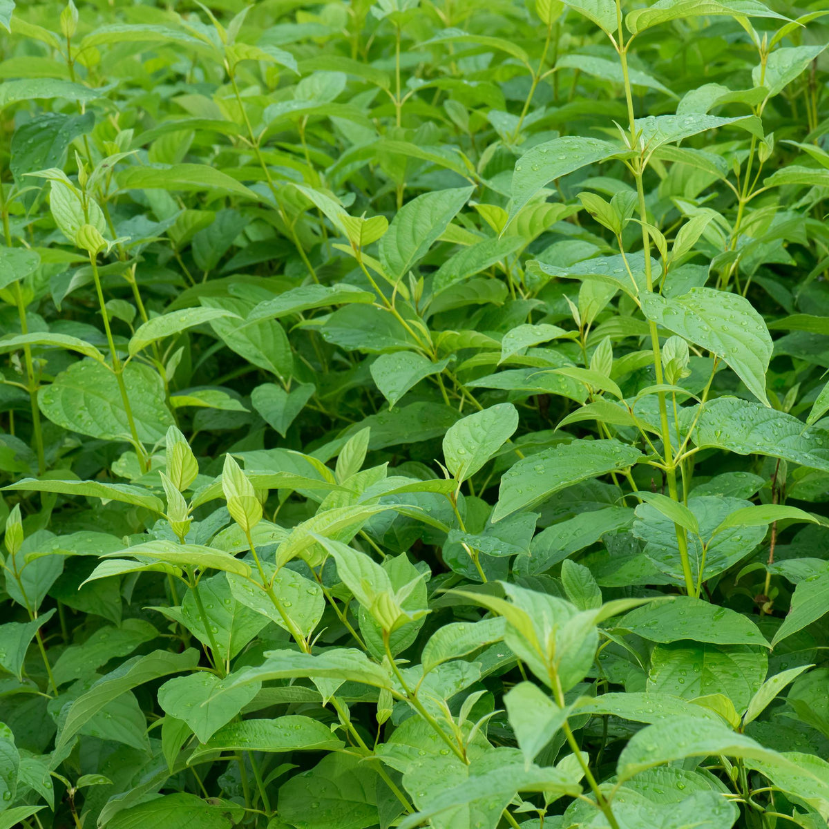 Heesters - Cornus alba Flaviramea - Weinig Onderhoud - Forestbloom