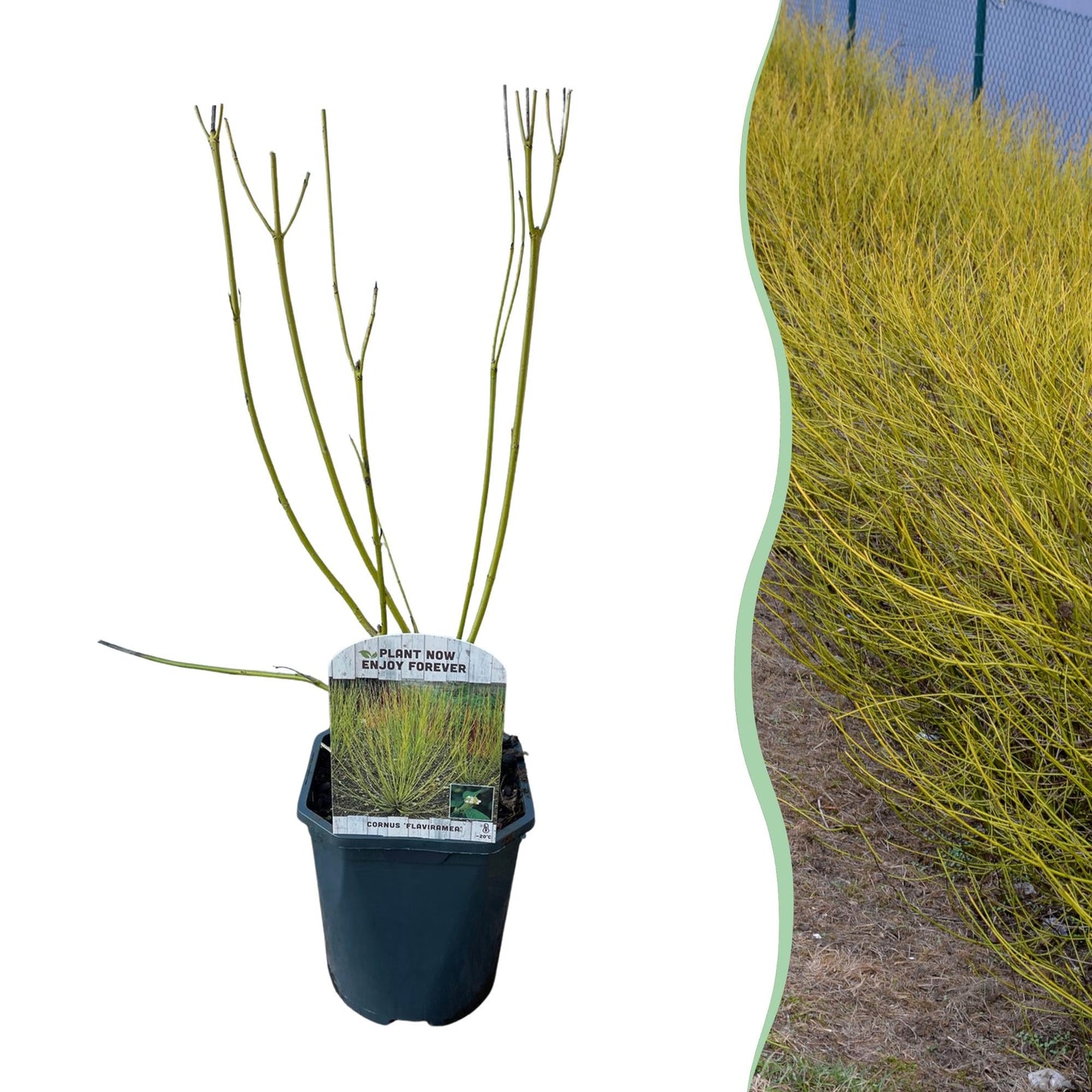 Heesters - Cornus alba Flaviramea - Weinig Onderhoud - Forestbloom