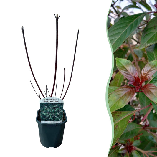 Heesters - Cornus alba Kesselringii - Weinig Onderhoud - Forestbloom