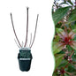 Heesters - Cornus alba Kesselringii - Weinig Onderhoud - Forestbloom