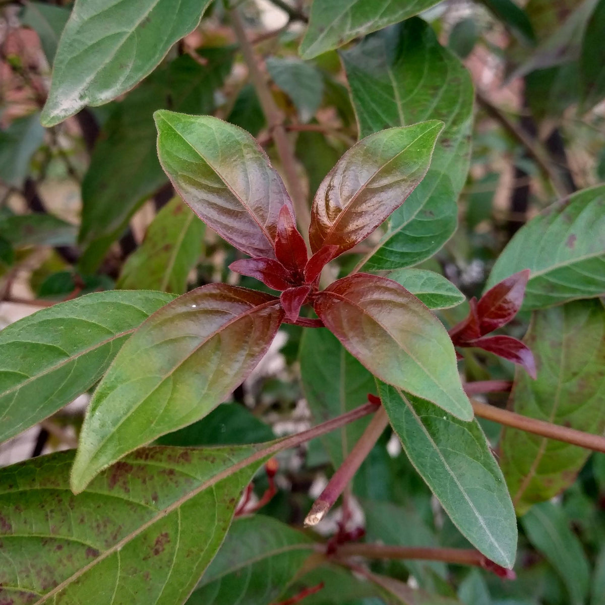 Heesters - Cornus alba Kesselringii - Weinig Onderhoud - Forestbloom