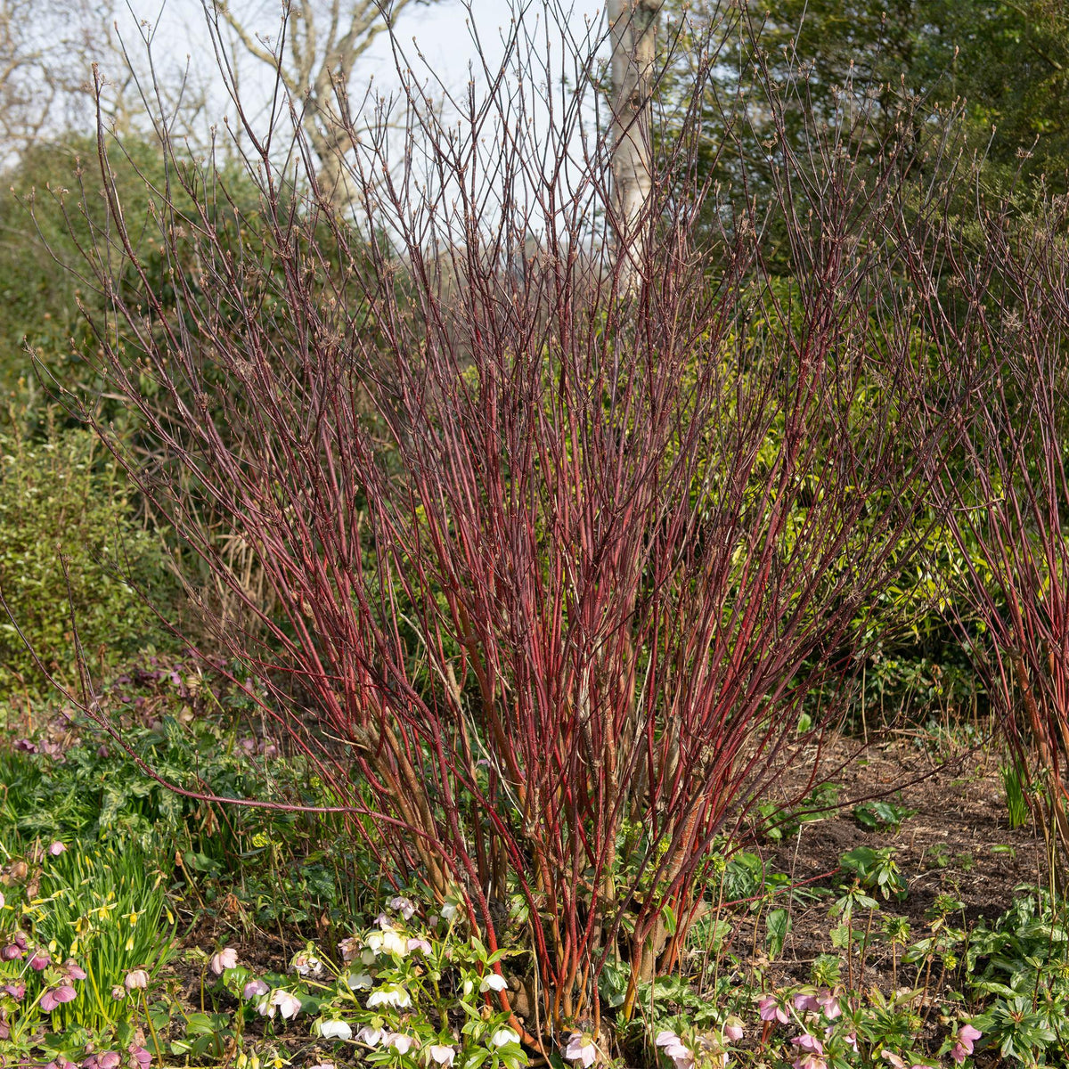 Heesters - Cornus alba Kesselringii - Weinig Onderhoud - Forestbloom