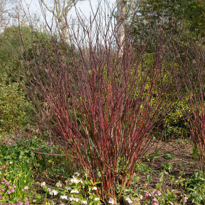 Heesters - Cornus alba Kesselringii - Weinig Onderhoud - Forestbloom