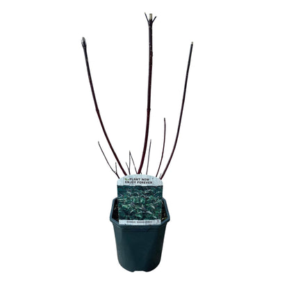 Heesters - Cornus alba Kesselringii - Weinig Onderhoud - Forestbloom