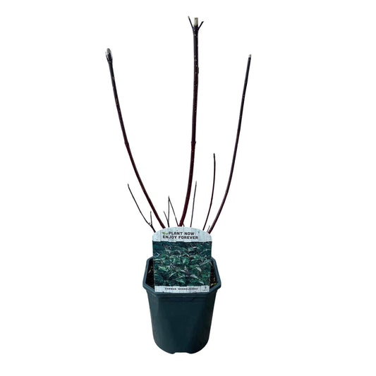 Heesters - Cornus alba Kesselringii - Weinig Onderhoud - Forestbloom