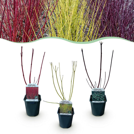 Heesters - Cornus alba Tricolour - 3 Planten - Bladverliezend - Weinig Onderhoud - Forestbloom