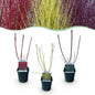 Heesters - Cornus alba Tricolour - 3 Planten - Bladverliezend - Weinig Onderhoud - Forestbloom