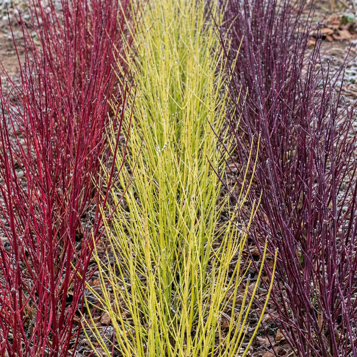 Heesters - Cornus alba Tricolour - 3 Planten - Bladverliezend - Weinig Onderhoud - Forestbloom
