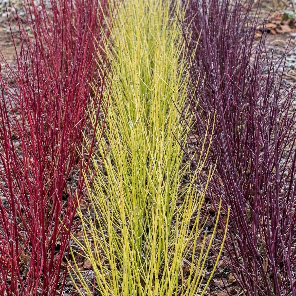 Heesters - Cornus alba Tricolour - 3 Planten - Bladverliezend - Weinig Onderhoud - Forestbloom