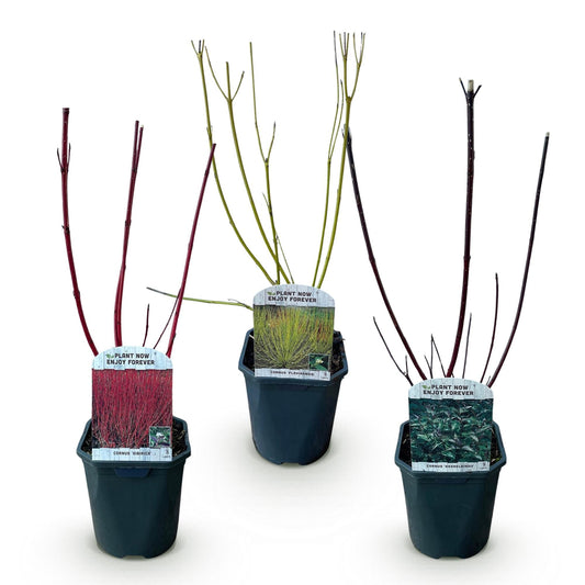 Heesters - Cornus alba Tricolour - 3 Planten - Bladverliezend - Weinig Onderhoud - Forestbloom