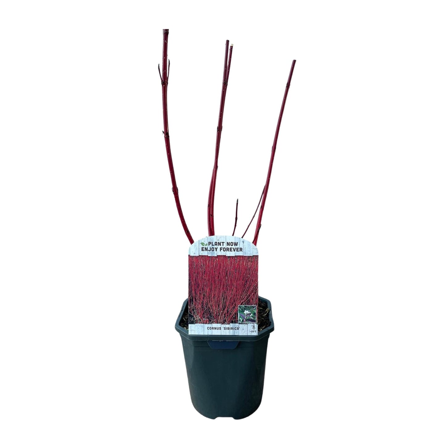 Heesters - Cornus sibirica - Bladverliezend - Weinig Onderhoud - Forestbloom