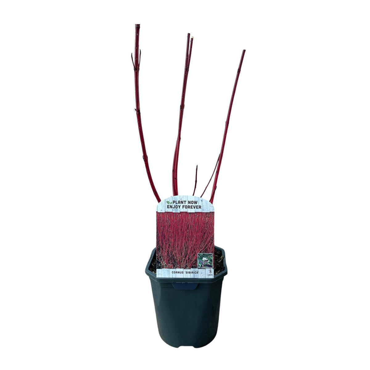 Heesters - Cornus sibirica - Bladverliezend - Weinig Onderhoud - Forestbloom