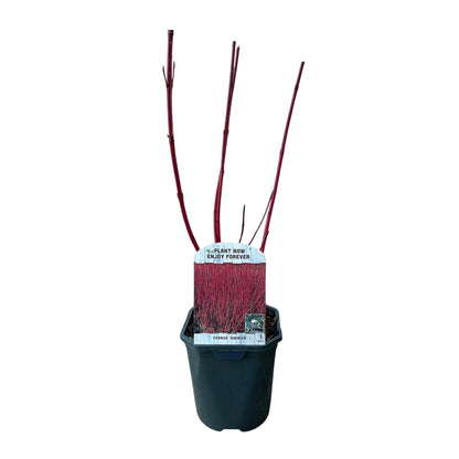 Heesters - Cornus sibirica - Bladverliezend - Weinig Onderhoud - Forestbloom