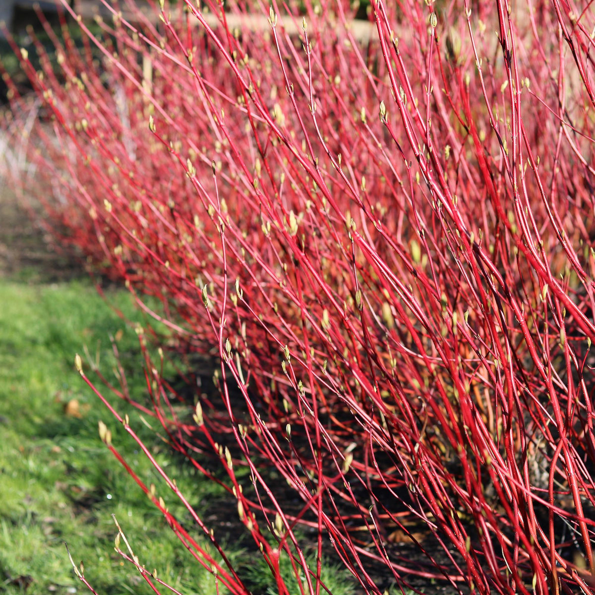 Heesters - Cornus sibirica - Bladverliezend - Weinig Onderhoud - Forestbloom