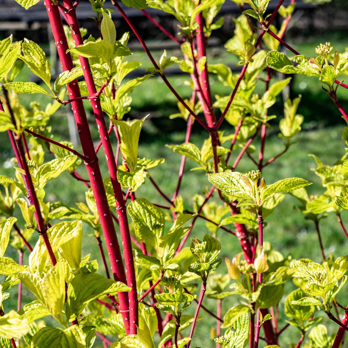Heesters - Cornus sibirica - Bladverliezend - Weinig Onderhoud - Forestbloom