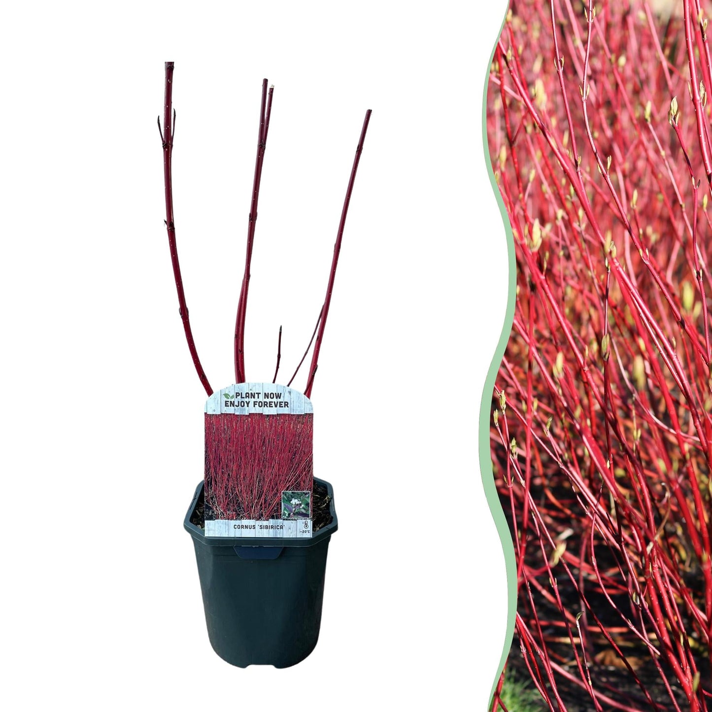 Heesters - Cornus sibirica - Bladverliezend - Weinig Onderhoud - Forestbloom