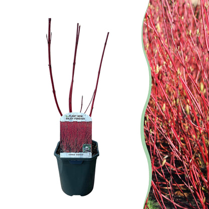 Heesters - Cornus sibirica - Bladverliezend - Weinig Onderhoud - Forestbloom