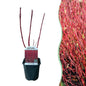 Heesters - Cornus sibirica - Bladverliezend - Weinig Onderhoud - Forestbloom