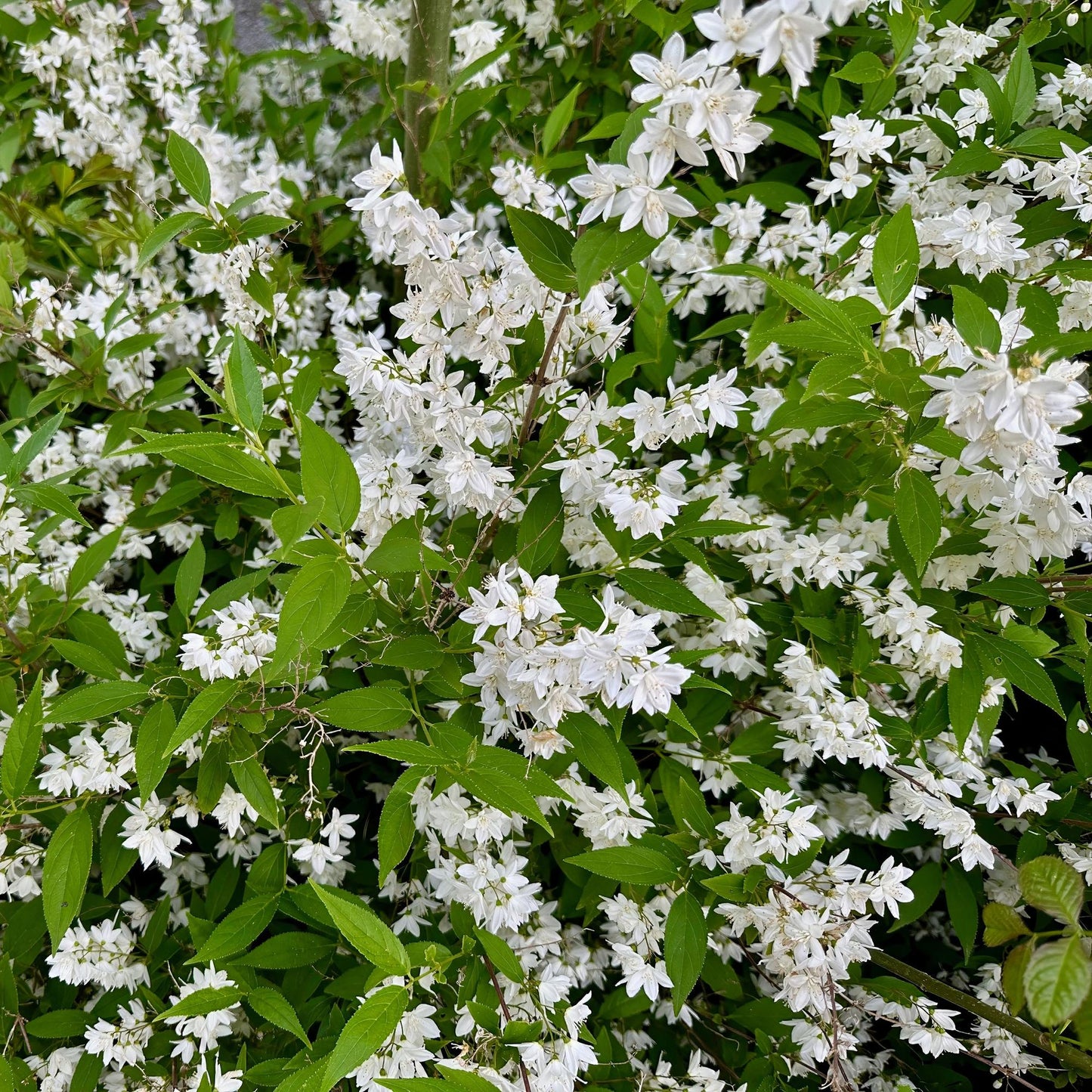 Heesters - Deutzia Gracilis - Weinig Onderhoud - Forestbloom