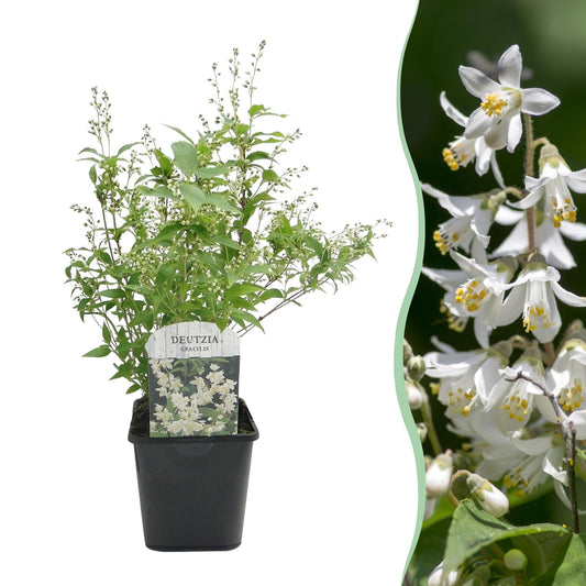 Heesters - Deutzia Gracilis - Weinig Onderhoud - Forestbloom