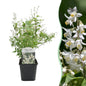 Heesters - Deutzia Gracilis - Weinig Onderhoud - Forestbloom