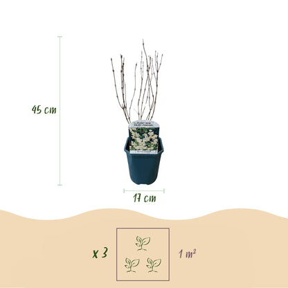 Heesters - Deutzia Gracilis - Weinig Onderhoud - Forestbloom