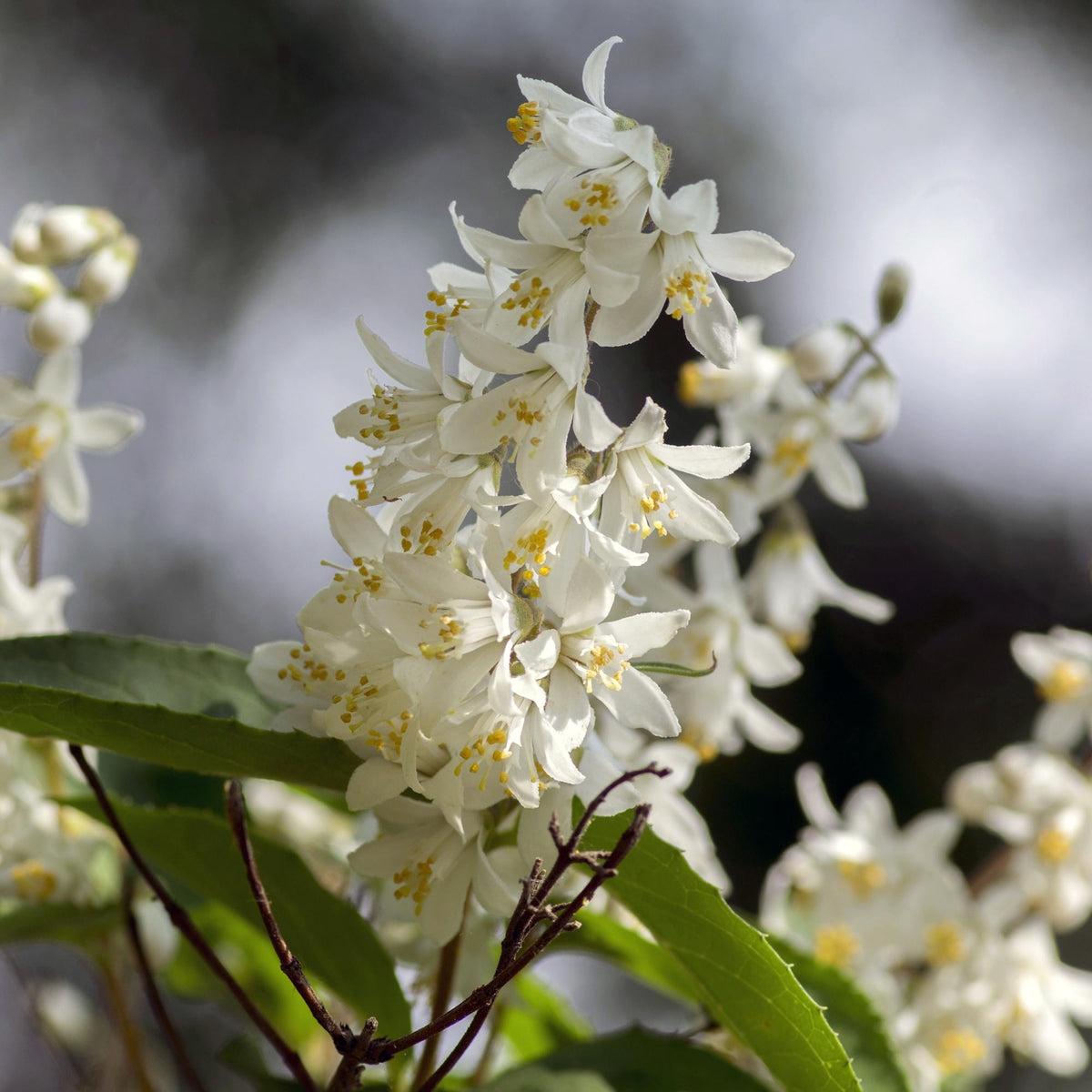 Heesters - Deutzia Gracilis - Weinig Onderhoud - Forestbloom