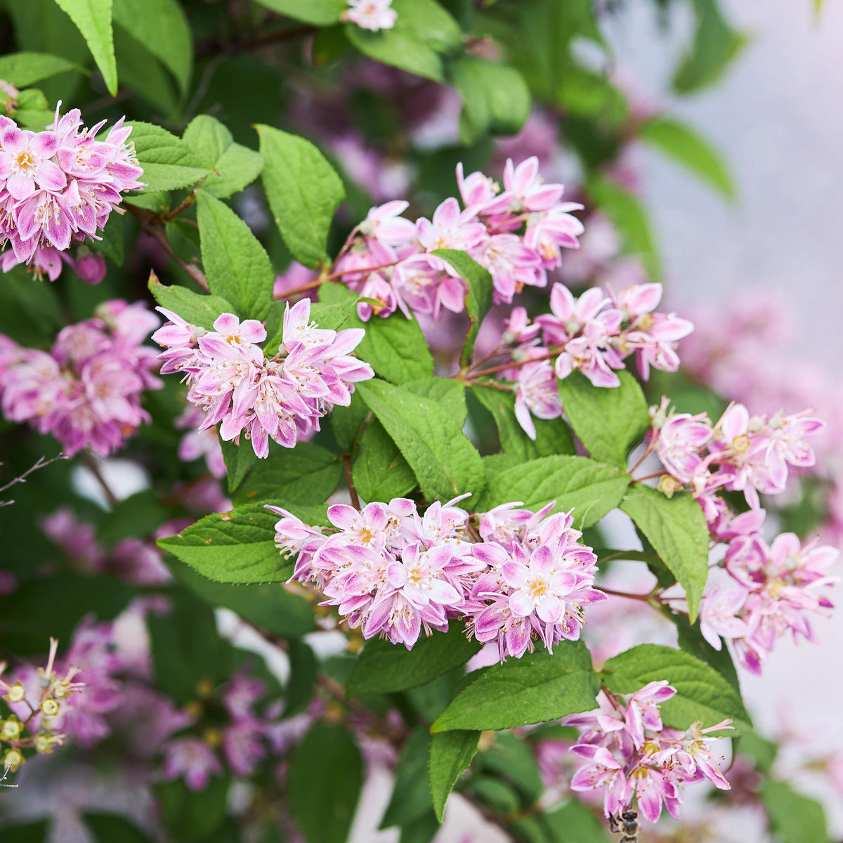 Heesters - Deutzia hybrida Strawbery Fields - Weinig Onderhoud - Forestbloom