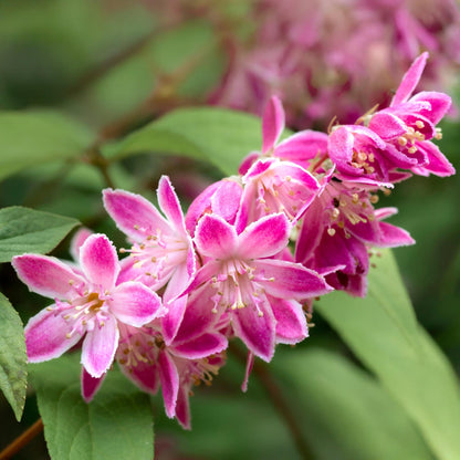 Heesters - Deutzia hybrida Strawbery Fields - Weinig Onderhoud - Forestbloom