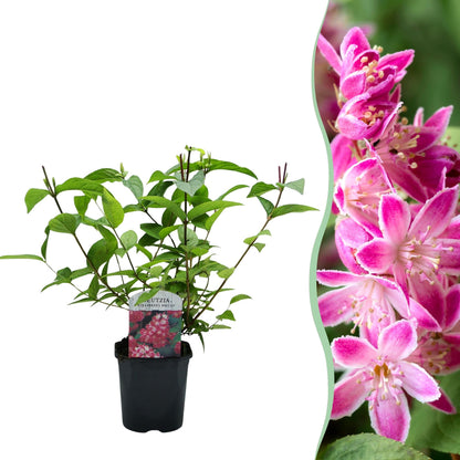 Heesters - Deutzia hybrida Strawbery Fields - Weinig Onderhoud - Forestbloom