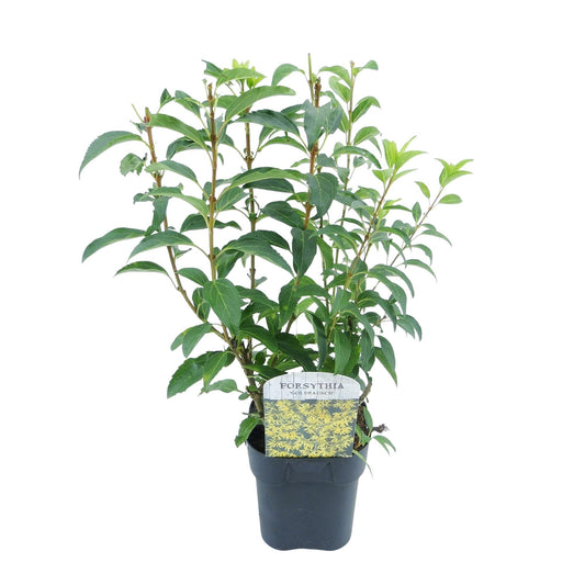 Heesters - Forsythia intermedia Goldrauch - Weinig Onderhoud - Forestbloom