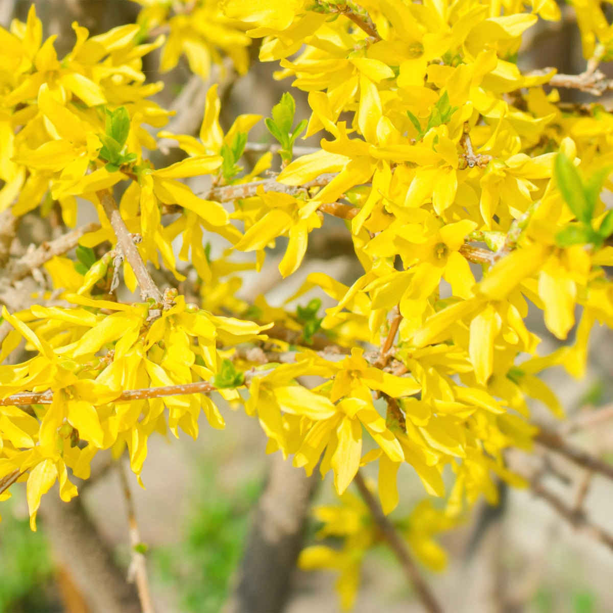 Heesters - Forsythia intermedia Goldrauch - Weinig Onderhoud - Forestbloom