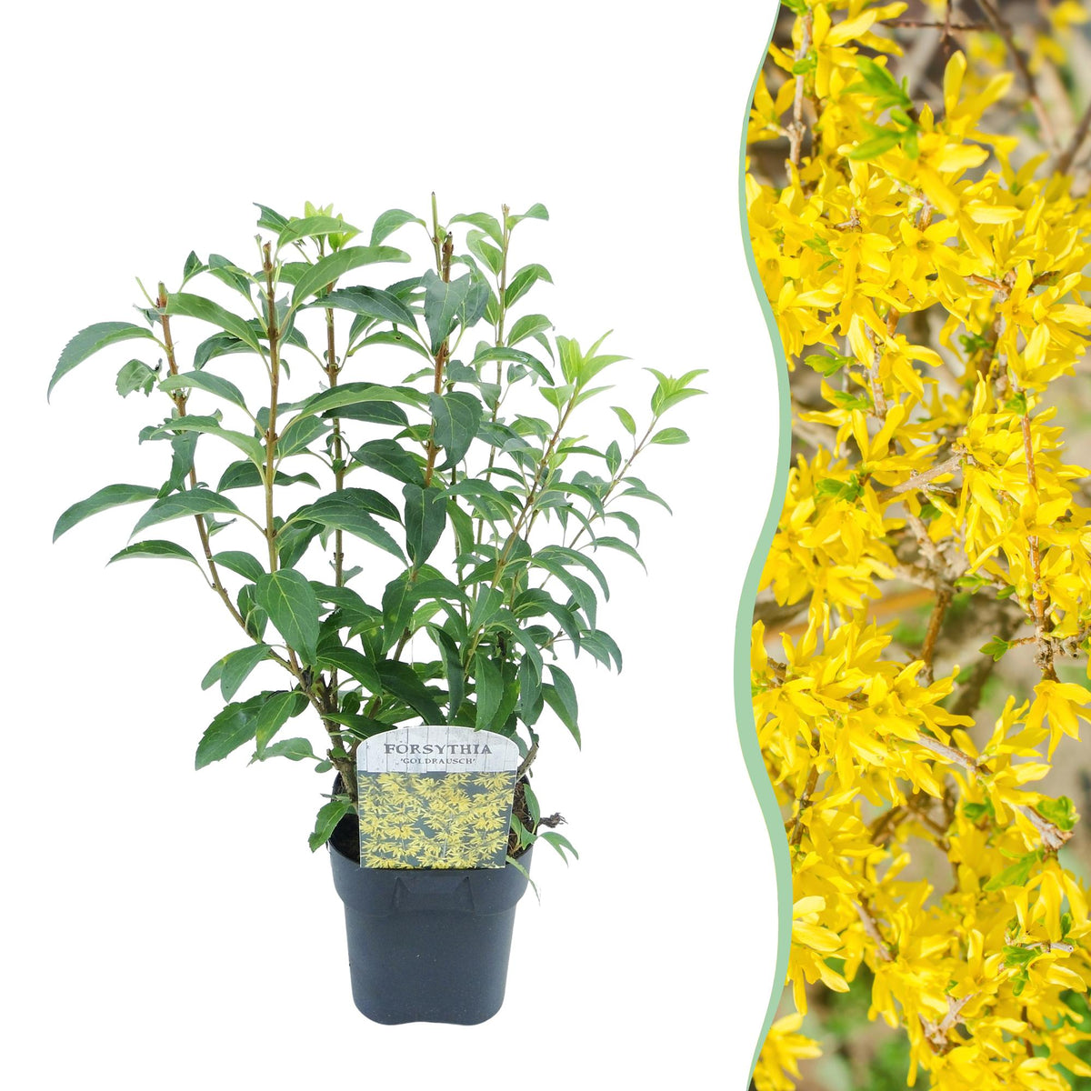 Heesters - Forsythia intermedia Goldrauch - Weinig Onderhoud - Forestbloom