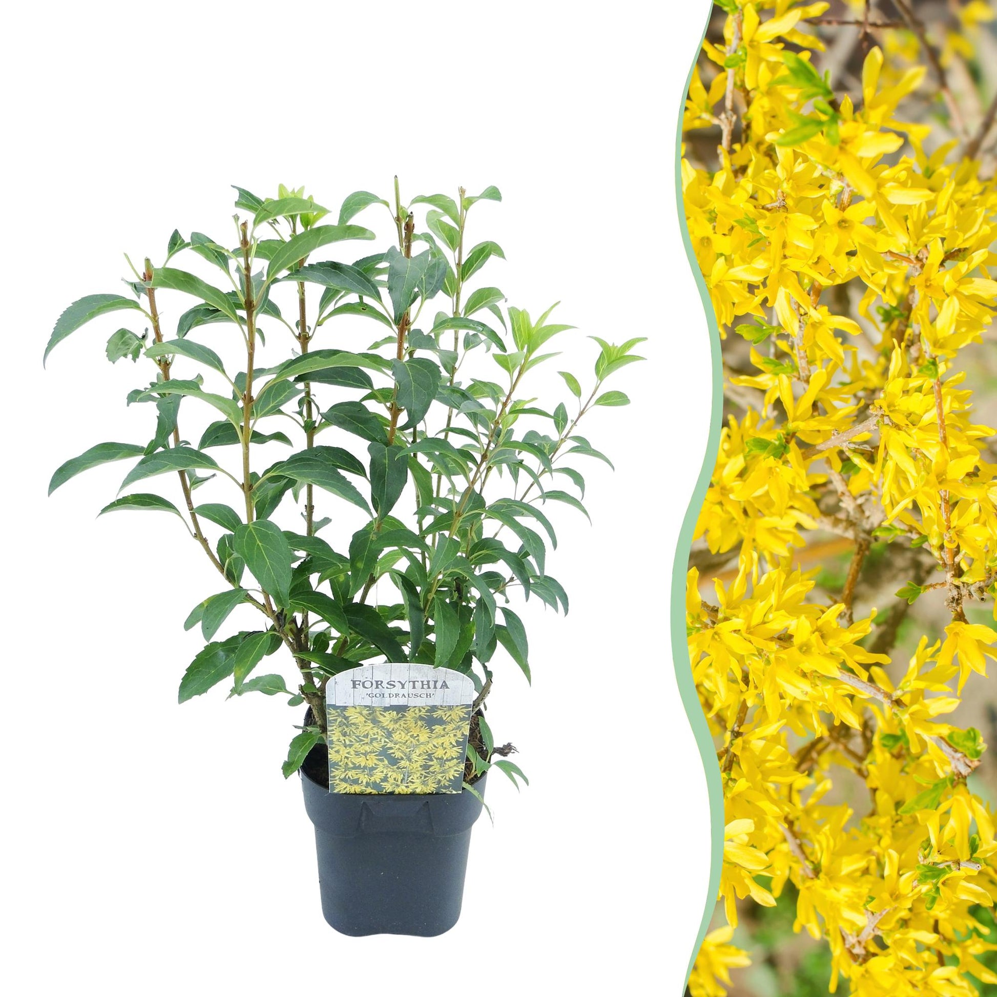 Heesters - Forsythia intermedia Goldrauch - Weinig Onderhoud - Forestbloom