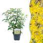 Heesters - Forsythia intermedia Goldrauch - Weinig Onderhoud - Forestbloom