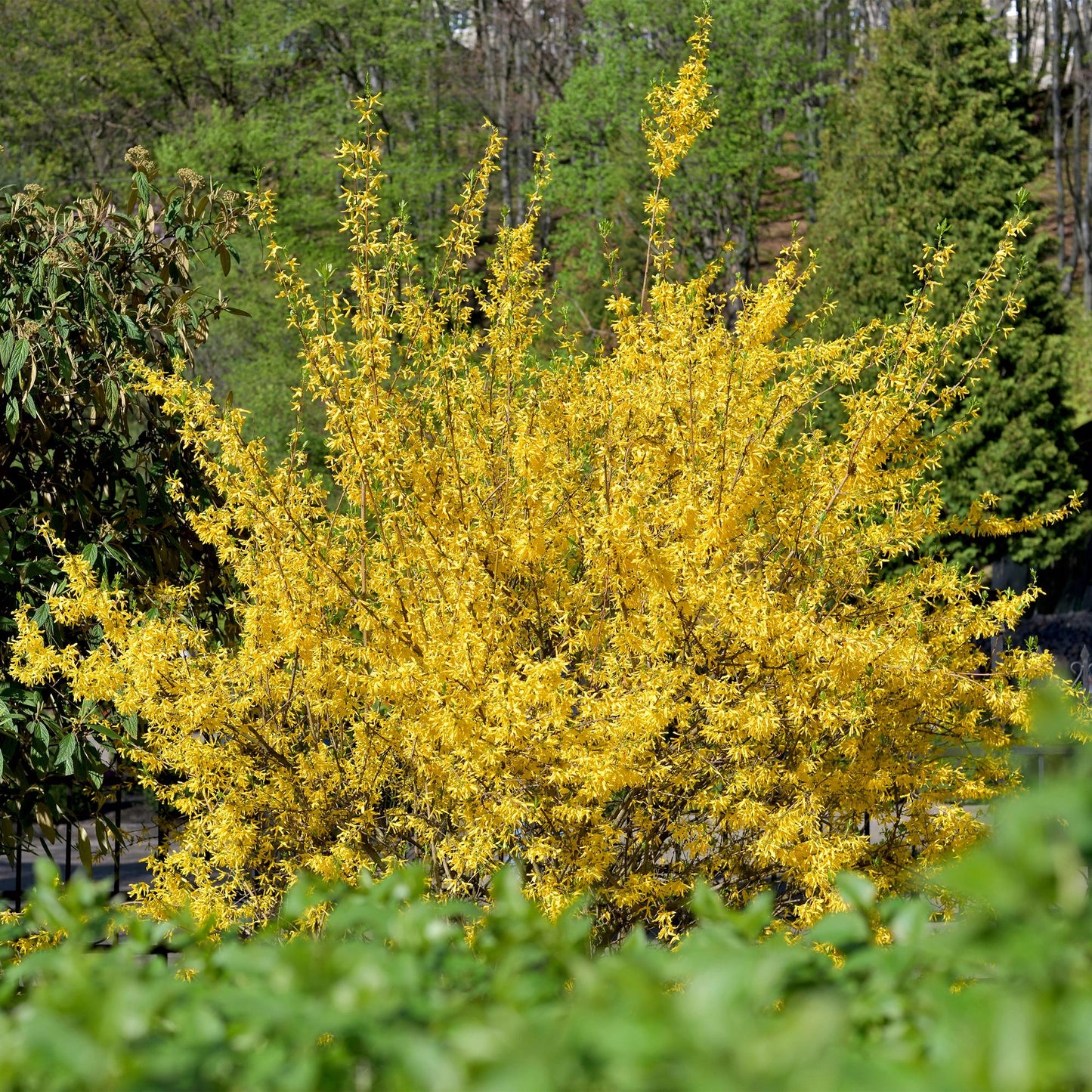 Heesters - Forsythia intermedia Goldrauch - Weinig Onderhoud - Forestbloom