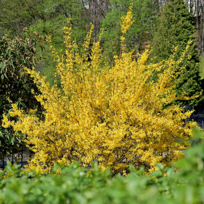 Heesters - Forsythia intermedia Goldrauch - Weinig Onderhoud - Forestbloom