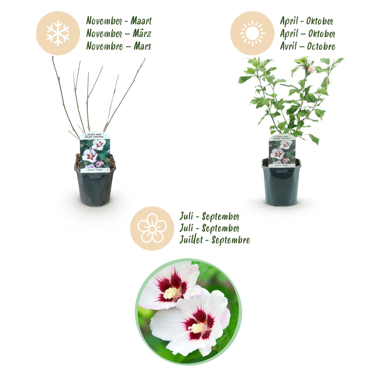 Heesters - Hibiscus syriacus Hamabo - Weinig Onderhoud - Forestbloom