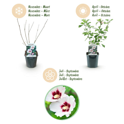 Heesters - Hibiscus syriacus Hamabo - Weinig Onderhoud - Forestbloom