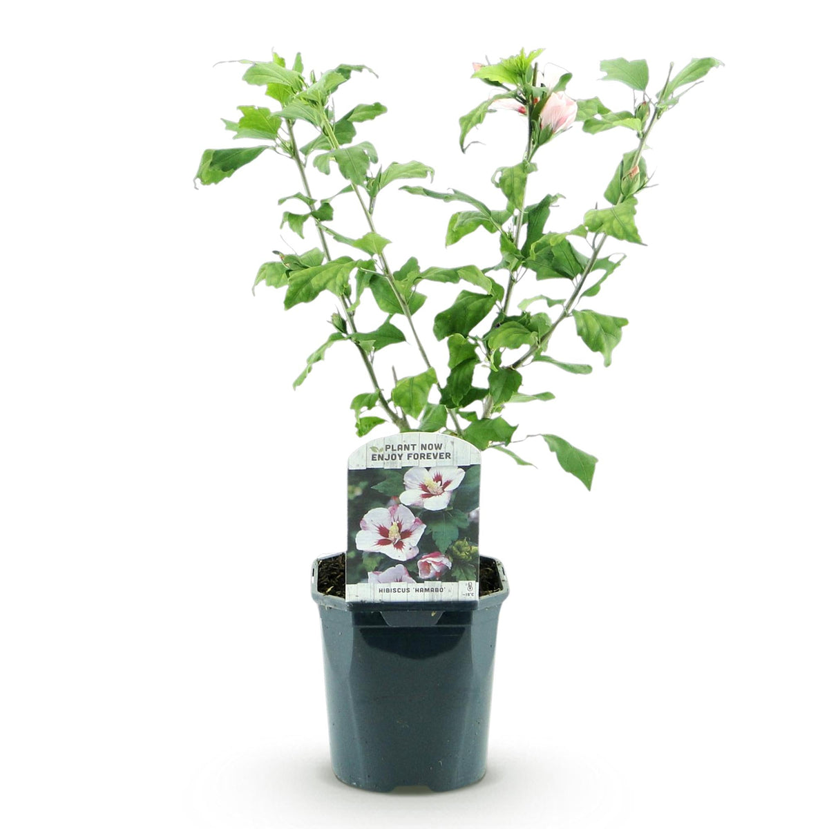 Heesters - Hibiscus syriacus Hamabo - Weinig Onderhoud - Forestbloom