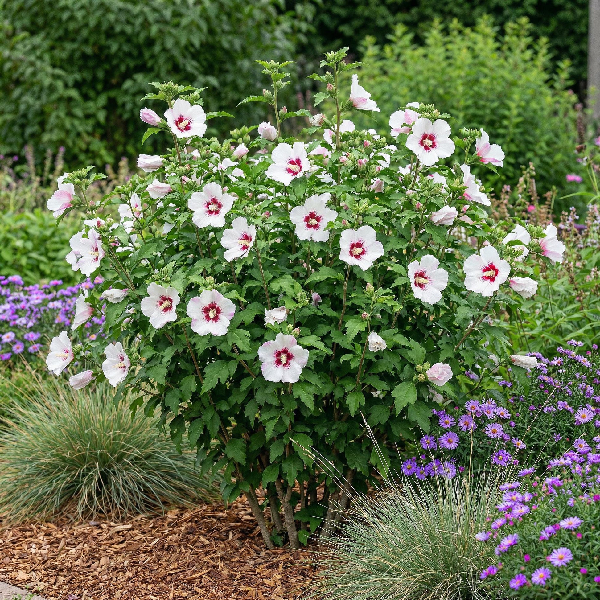 Heesters - Hibiscus syriacus Hamabo - Weinig Onderhoud - Forestbloom